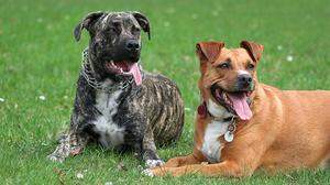 Die American Staffordshire Terrier fügten der Frau tödliche Verletzungen zu