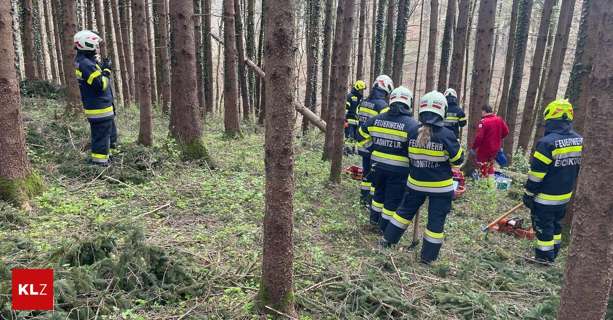 Alleine-im-Wald-65-J-hriger-bei-Forstarbeiten-von-Baum-getroffen
