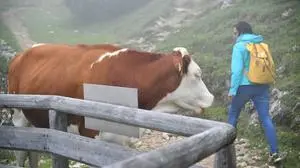 ABD0074_20190801 - ST. WOLFGANG - ÖSTERREICH: ++ THEMENBILD ++ Illustration zum Thema "Wandern / Berge / Alpinismus / Kühe": Eine Frau geht beim Bergwandern am Mittwoch, 31. Juli 2019, auf der Schafbergalm an einer Kuh vorbei. - FOTO: APA/BARBARA GINDL