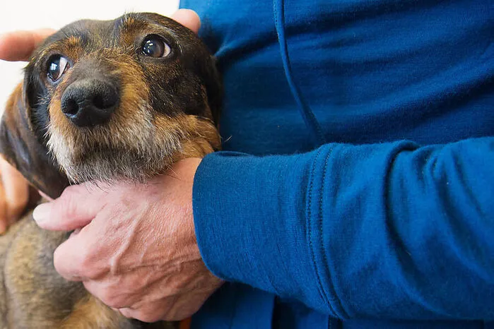 Besitzerin war mit Hund in Ennswiese in Liezen spazieren. Dabei dürfte das Tier vergiftet worden sein. Amtstierarzt kennt Problematik.  