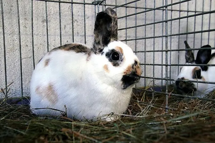 Der Verein zählt rund 25 Mitglieder, die mit 86 Tauben, 18 Meerschweinchen, 49 Kaninchen, 78 Geflügel und 39 Vögel vertreten waren.