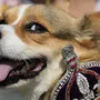 Dieser englische Corgi schaut zufrieden. Die Ohren sind dran