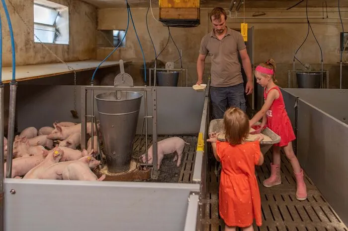 ... die Ställe müssen in den nächsten Jahren adaptiert werden. Schon jetzt legt Johannes Neubauer Gummimatten auf viele Spalten für die Ferkel.