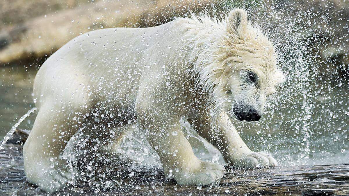 Das Schönbrunner Eisbären-Mädchen &quot;Finja&quot; ist ein gutes Stück gewachsen