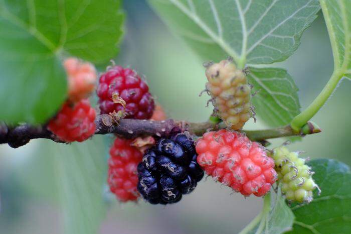Die Früchte des schwarzen Maulbeerbaums haben ein ganz besonderes Aroma