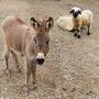 Eselbaby Elisa lebt im Wildpark Assling und freut sich auf Streicheleinheiten