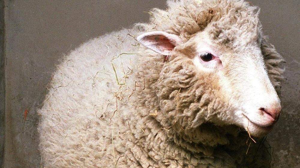 Das Lamm namens "Rubis" war zusammen mit anderen, normalen Tieren in einen Schlachthof gebracht worden