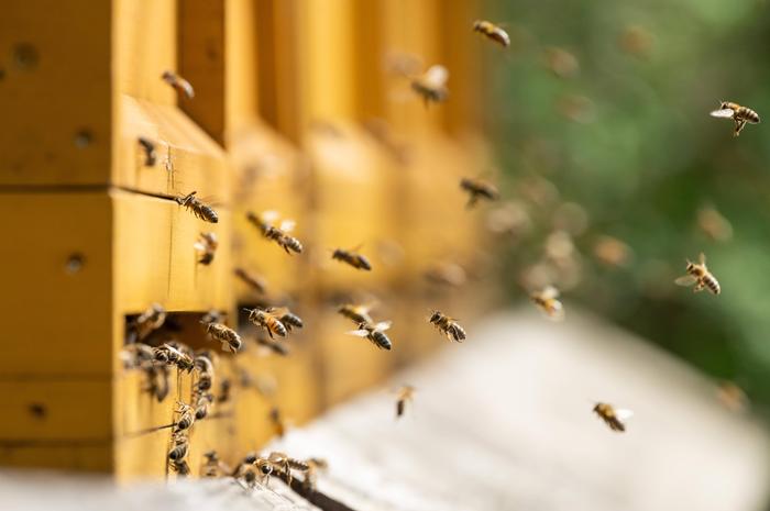 Rund 40.000 bis 50.000 Bienen leben in jedem der 50 Bienenstöcke der Imkerei Klug