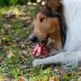 rough collie eating a big bone with raw meat, following barf diet Model Released Property Released xkwx pet,collie,rough,dog,raw,bone,barf,meat,nutrition,diet,food,canine,fresh,natural,tooth,hungry,feed,animal,beef,eat,healthy,meal,outdoor,action,pedigree,motion,active,big,bloody,lamb,portrait,rib,roast,yummy,chew,concept,chewing,grass,uncooked,garden,carnivore,choice,protein,happy,nutrients,domestic,golden,lassie
