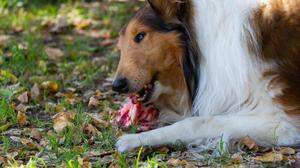 Hunde- und Katzenfutter | Rohes Fleisch ist der Hauptbestandteil der Ernährungsmethode BARF