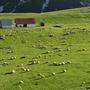 Schafe grasen auf den Almen bei Dobërdoll 