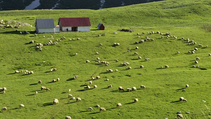 Schafe grasen auf den Almen bei Dobërdoll 