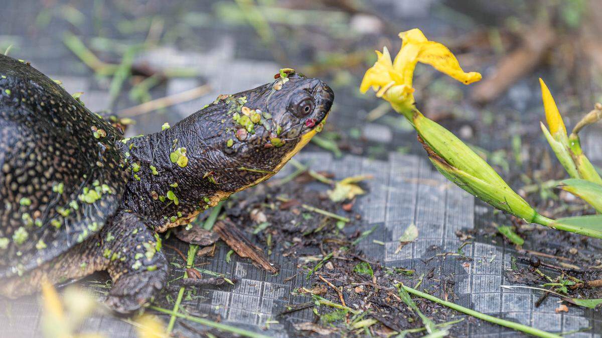 Gesprächig waren die Schildkröten in der Grazer Forschungsstation