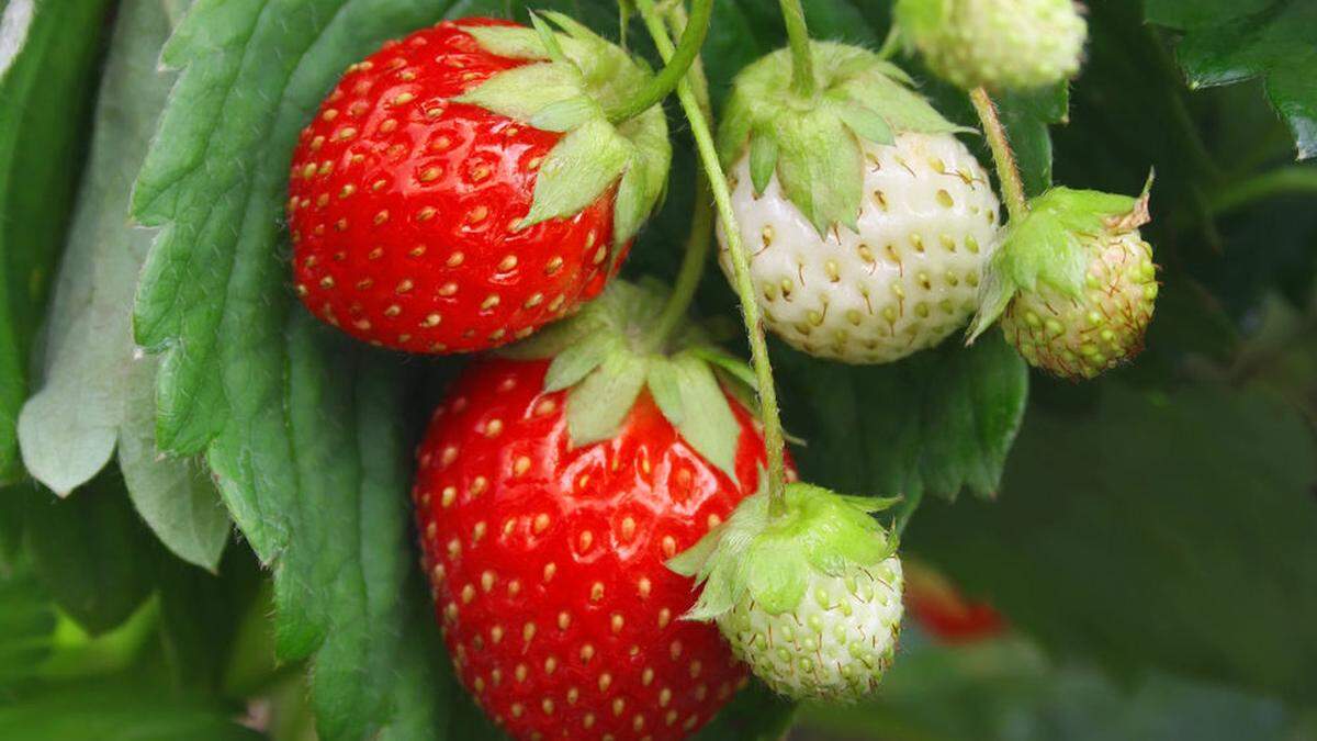 Auch Erdbeeren wachsen künftig an öffentlichen Plätzen