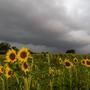 Dunkle Wolken zogen 2024 häufiger über die landwirtschaftlichen Felder als es den Landwirtinnen und Landwirten lieb war