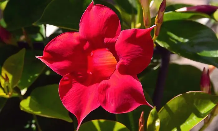 Was hilft bei Läusebefall der Dipladenia?