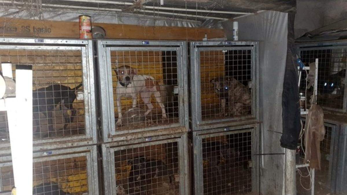 44 abgemagerte, verletzte und verwahrloste Hunde wurden sichergestellt und Tierschützern übergeben