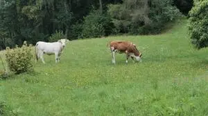 Die beiden Tiere sind seit rund zwei Wochen in Steuerberg unterwegs 