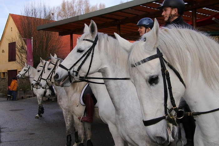 Zur Belohnung gab es für die Lipizzaner Würfelzucker, für die Reiter ein Stamperl Schnaps.