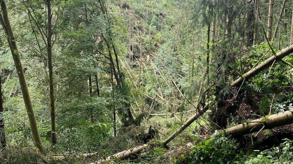 Sturm verursachte heuer enorme Schäden in Kärntens Wäldern, wie hier in Neuhaus