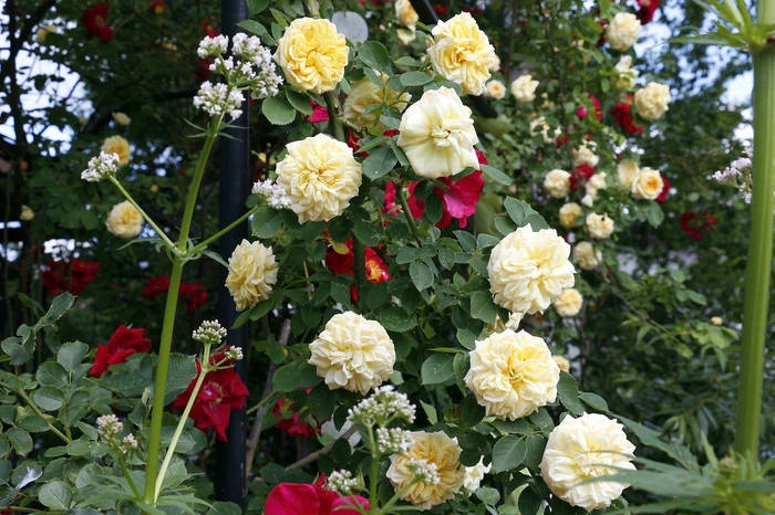 Derzeit blühen, wachsen und gedeihen rund 120 verschiedene Kräuterarten...