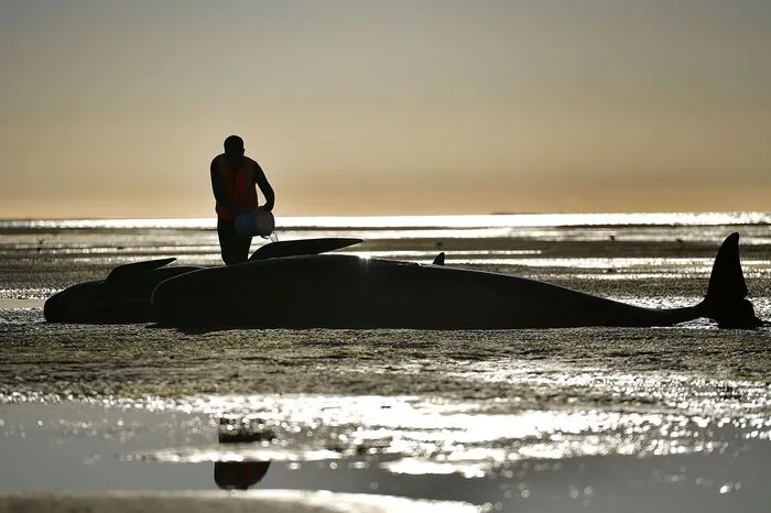 Mehr als 500 freiwillige Helfer, unter ihnen Einheimische, Touristen und Schüler, hatten in den vergangenen Tagen versuchten, die Tiere ins tiefere Wasser zurückzubugsieren - und dabei auch Dutzende Tiere gerettet.