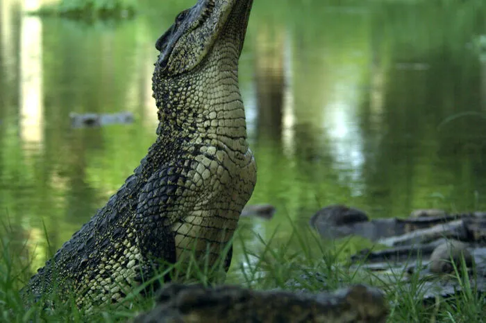 ... im Landesinneren vorkommt. Wegen des flachen Wassers ist der mächtige Schwanz keine große Hilfe - das Reptil setzt auf die Sprungkraft der Hinterbeine.