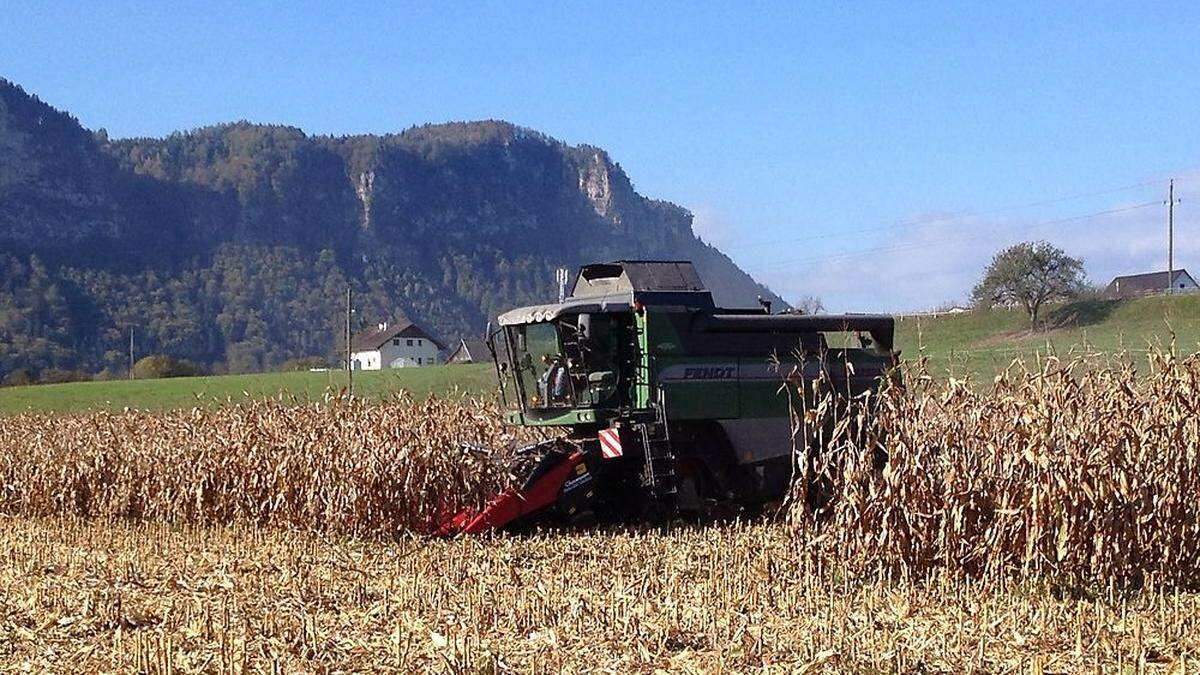 Die Maisernte in Kärnten läuft nach wie vor