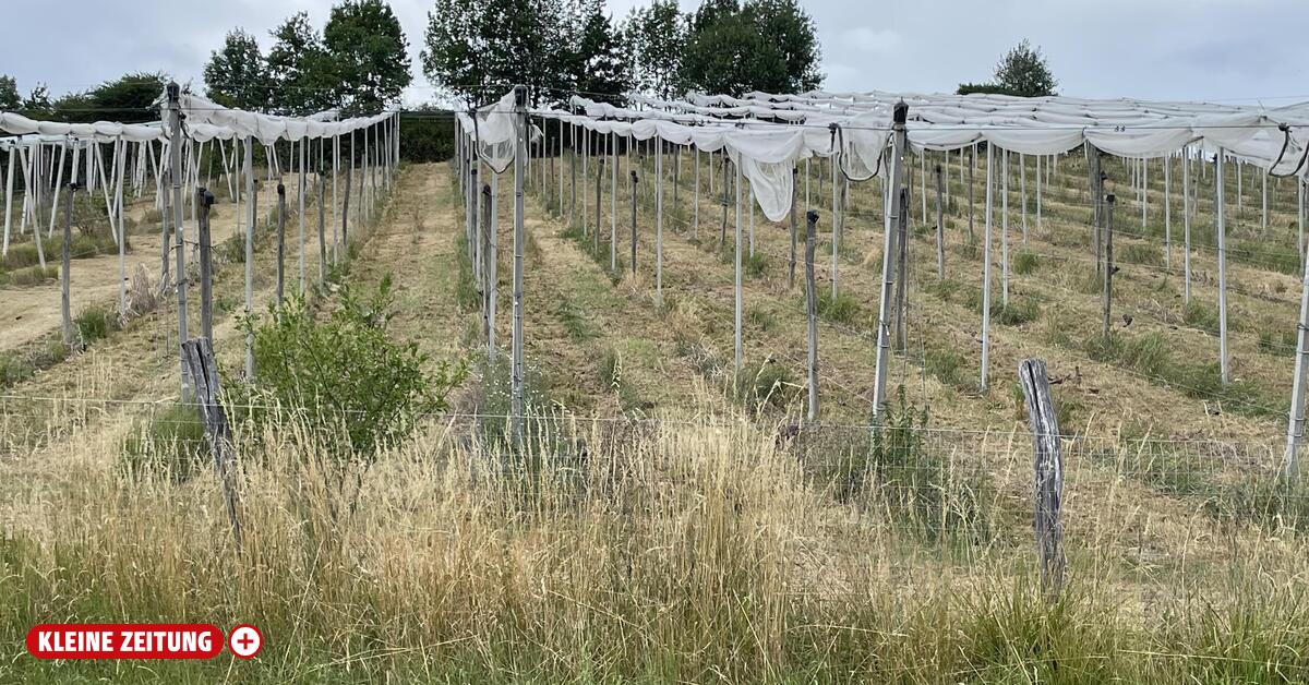 Where trees once blossomed in the apple village, there are now bare slopes