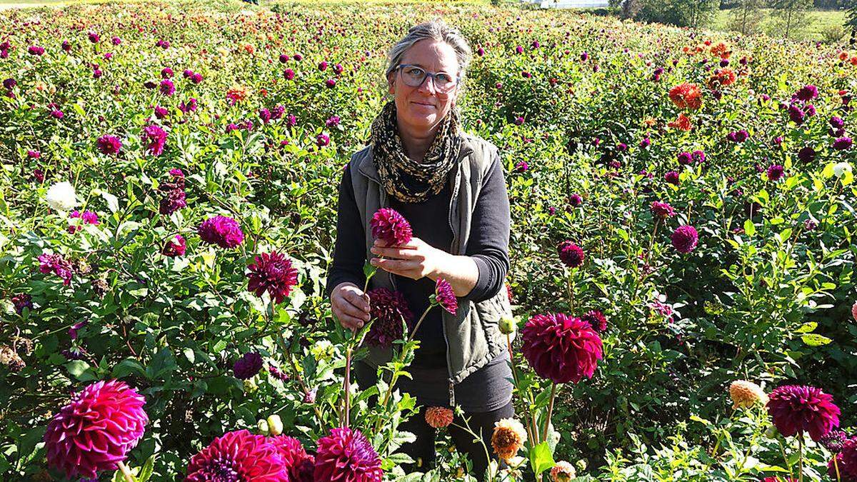 Auf 1,5 Hektar wachsen bei Margrit De Colle Blumen – vom Frühling bis zum ersten Frost. Dann gehts ans Ausbuddeln der Zwiebeln