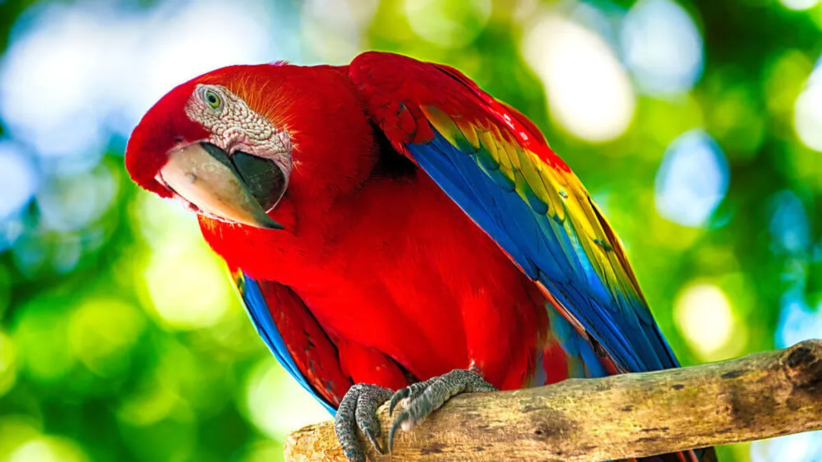 Einer von vielen im Loro Parque: Ara