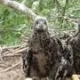 Seeadler fühlen sich in Österreich wieder wohl