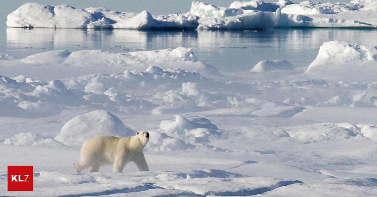Kanada: Jäger nach Attacke von Eisbär gestorben