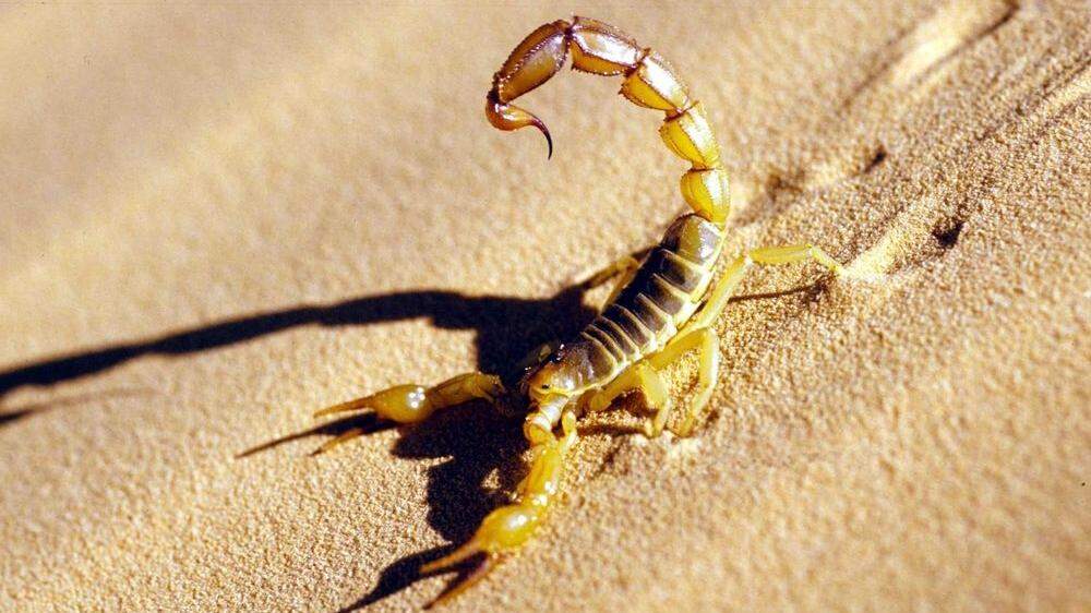 Sujetbild: Skorpion 