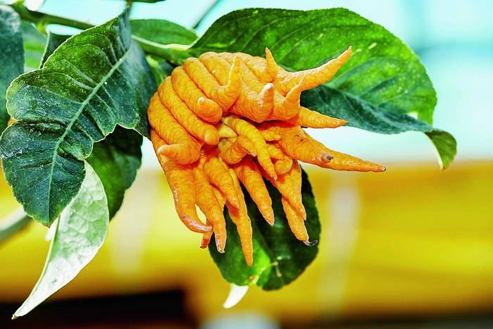 Auch der Zitrusgarten ist immer einen Besuch wert 