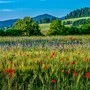 Nicht überall darf sich die Natur so entfalten, wie auf diesem Bild. 