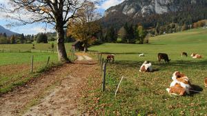 Herbst in der Bad Mitterndorfer Tauplitz (Foto aus 2022) Herbst in der Bad Mitterndorfer Tauplitz (Foto aus 2022)