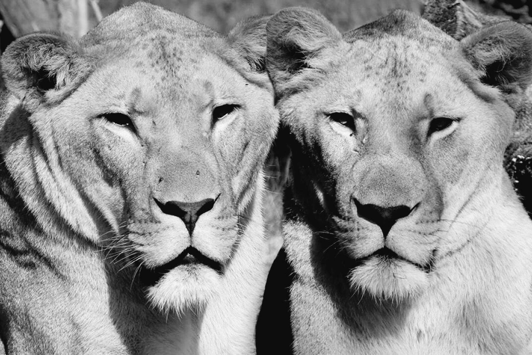 Nach wochenlangem Kampf | Tierwelt Herberstein: Löwen „Tiberius“ und „Spartacus“ sind tot