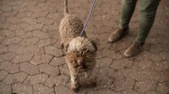 Crufts ist eine jährlich im März stattfindende Hundeschau im National Exhibition Centre (NEC) in Birmingham, Großbritannien. Sie gilt als die größte Hundeausstellungweltweit.