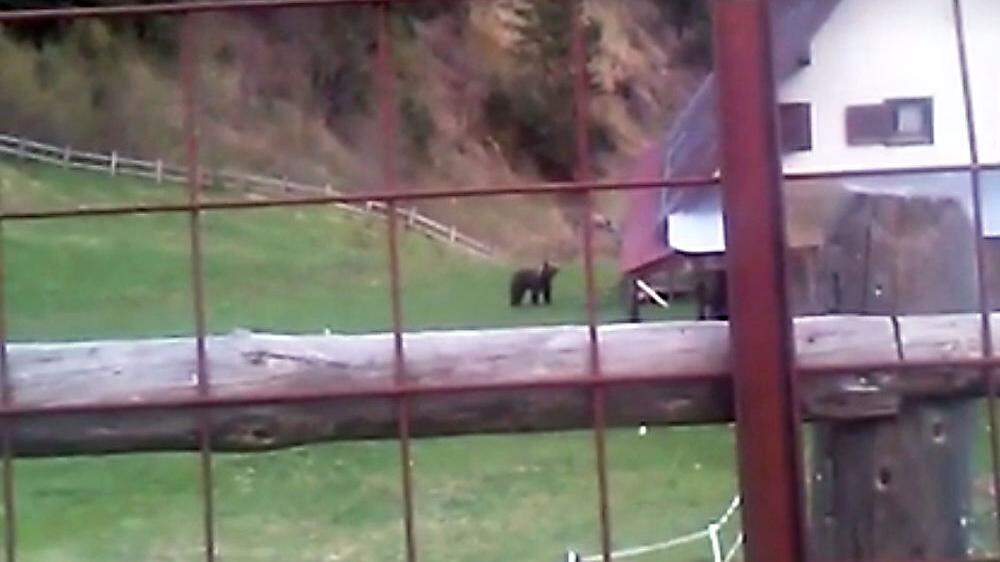 Im Mai wurde der verdächtige Bär auf der Uggowitzer Alm gefilmt