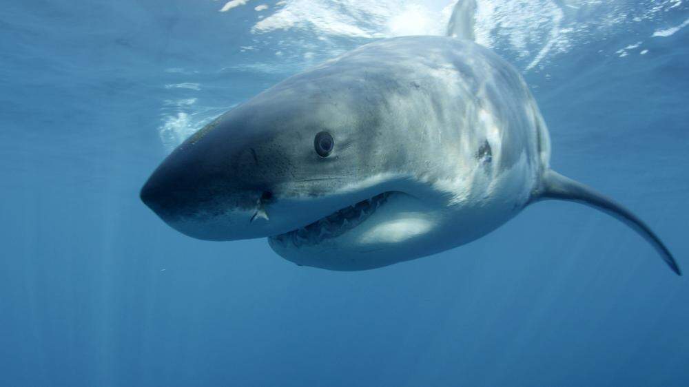 Haie schlagen in Australien wieder vermehrt zu