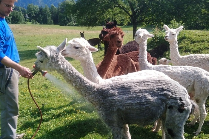 Eine Gartenschlauch-Dusche für die Alpakas