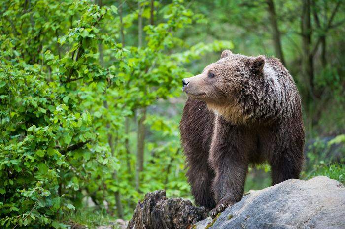 In Bergwäldern fühlt sich der Braunbär heimisch. Er findet hier ein reiches Nahrungsangebot