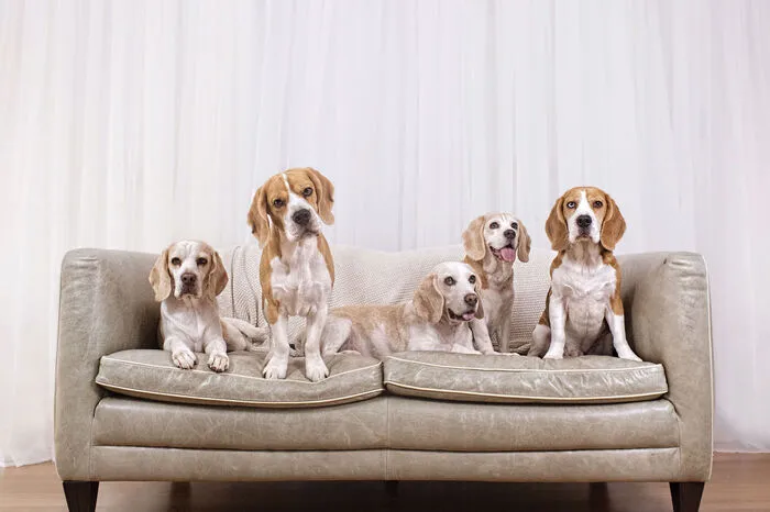 Rex, Flocki, Walter, Wuzi und Wau sind ein eingeschworenes Team.