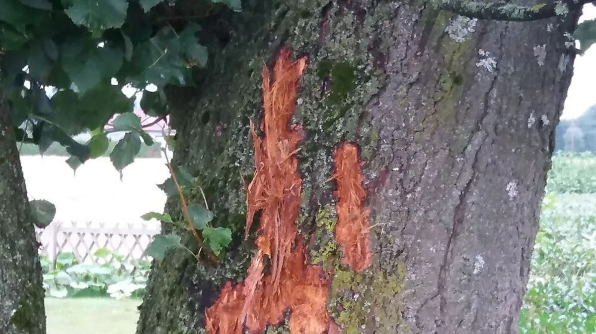 Der Einschlagspunkt des Blitzes: ein alter Lindenbaum