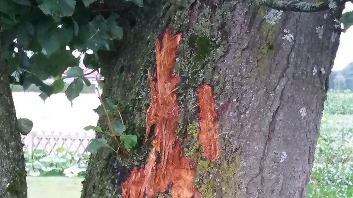Der Einschlagspunkt des Blitzes: ein alter Lindenbaum