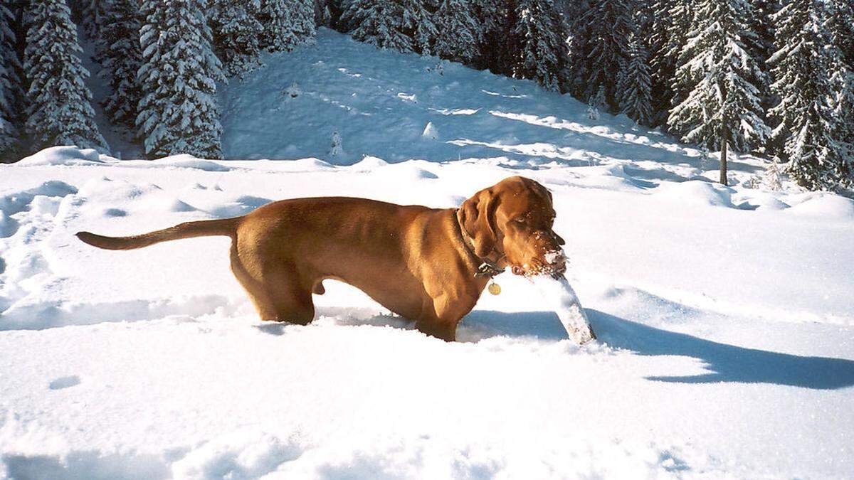 Zwei Mitglieder der Feuerwehr Unterrohr gruben den Hund aus (Sujetbild)