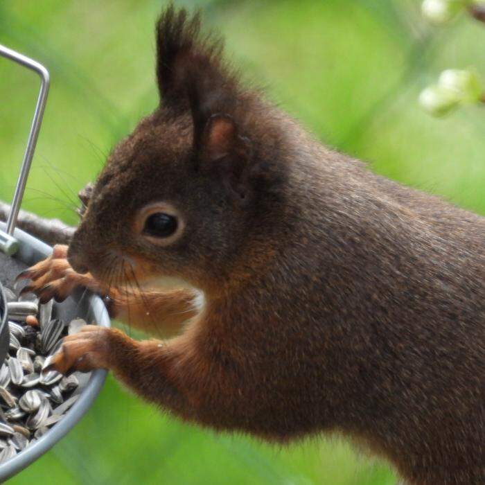 Gutes vom Vogelhaus  | Das Eichhörnchen holt sich täglich Sonnenblumenkerne und gibt ein tolles Motiv für den Sohn unserer Leserreporterin ab.