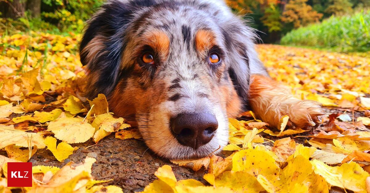 Hund Schlagt Mit Pfote Ins Gesicht