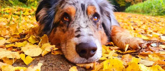 Der Australian Shepherd biss zu - es ging um sein Futter
